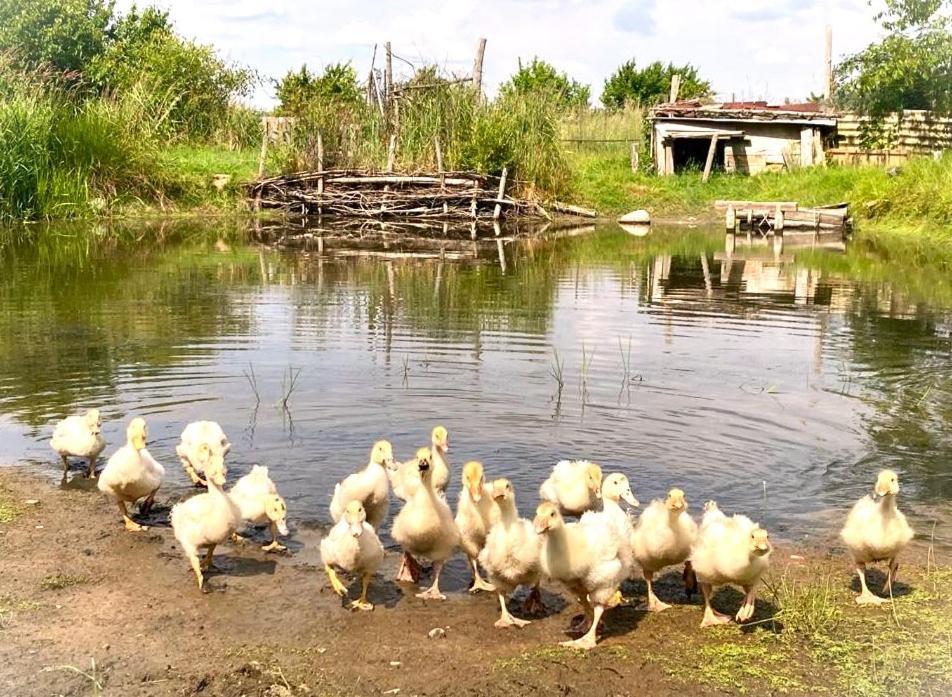 Biohof Am Turawa-See Szczedrzyk Luaran gambar